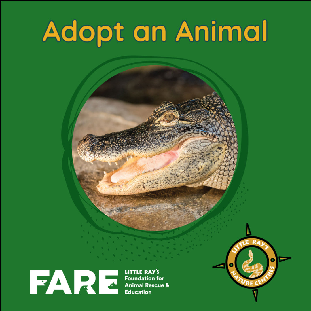 Adopt An Animal Program – Little Ray's Nature Center