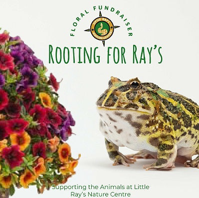 Little Ray's Floral Fundraiser (Ottawa and Area)